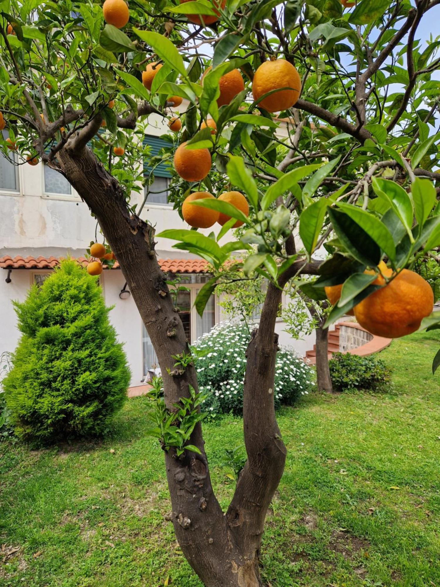 Il Giardino Dei Gigli Apartamento Meta Exterior foto